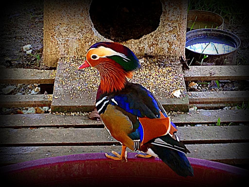 Vakantieboerderij Borgovecchio